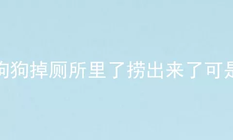 狗狗掉厕所里了捞出来了可是