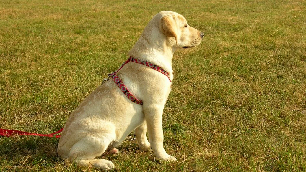 澳洲牧羊犬和边境牧羊犬的区别