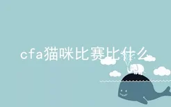 cfa猫咪比赛比什么