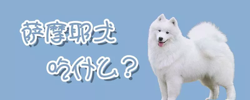 萨摩耶犬吃什么