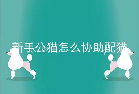 新手公猫怎么协助配猫