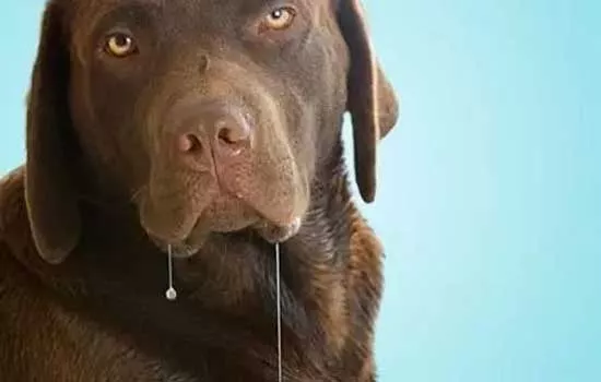 狗狗为什么不能吃巧克力 狗狗吃巧克力中毒剂量