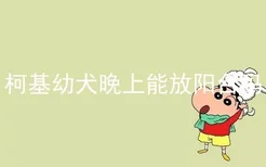 柯基幼犬晚上能放阳台吗