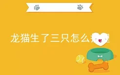 龙猫生了三只怎么护理