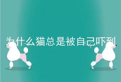 为什么猫总是被自己吓到