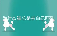 为什么猫总是被自己吓到