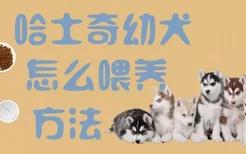 哈士奇幼犬怎么喂养方法