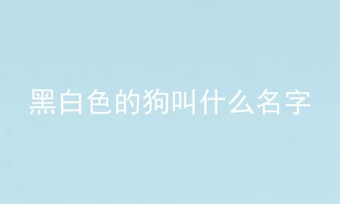 黑白色的狗叫什么名字