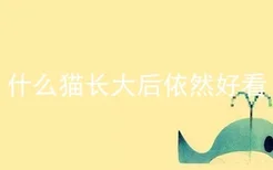 什么猫长大后依然好看