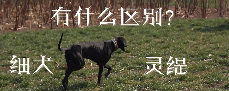 细犬和灵缇有什么区别