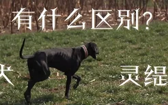 细犬和灵缇有什么区别