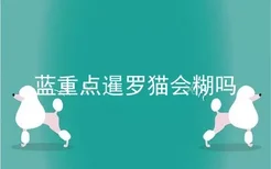 蓝重点暹罗猫会糊吗