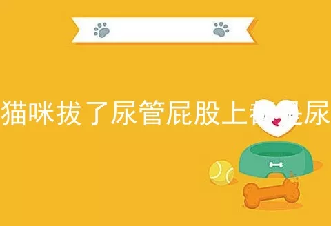 猫咪拔了尿管屁股上都是尿