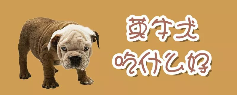 英牛犬吃什么好