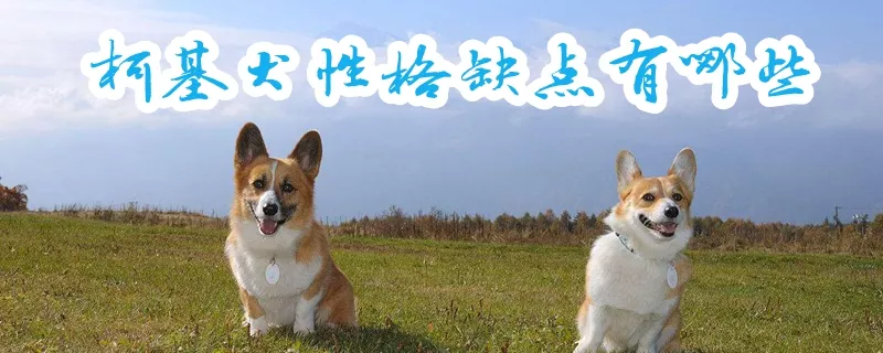 柯基犬性格缺点有哪些