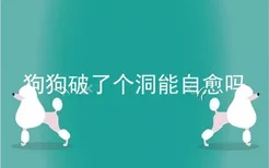 狗狗破了个洞能自愈吗