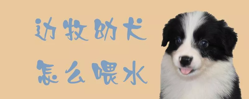 边牧幼犬怎么喂水