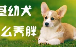 柯基幼犬怎么养胖