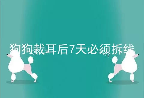 狗狗裁耳后7天必须拆线