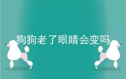 狗狗老了眼睛会变吗