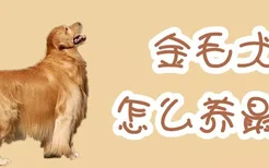 金毛犬怎么养最好