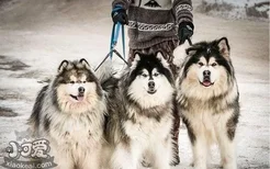 阿拉斯加雪橇犬训练的5个要点