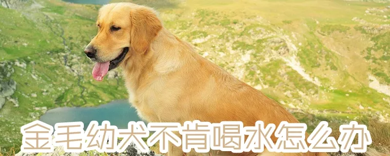 金毛幼犬不肯喝水怎么办