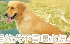 金毛幼犬不肯喝水怎么办