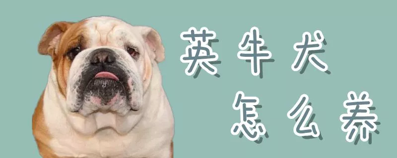 英牛犬怎么养