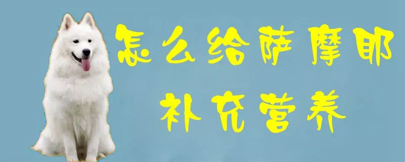 怎么给萨摩耶补充营养1