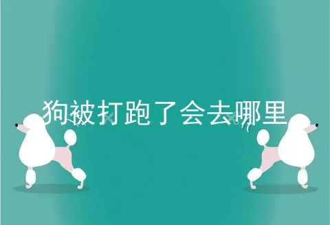 狗被打跑了会去哪里