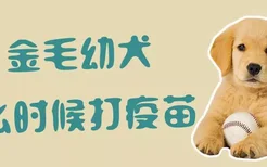 金毛幼犬什么时候打疫苗