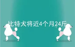 比特犬将近4个月24斤