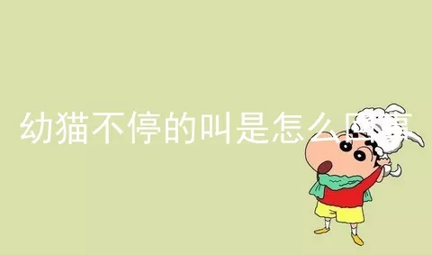 幼猫不停的叫是怎么回事