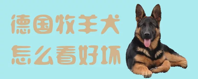 德国牧羊犬怎么看好坏1