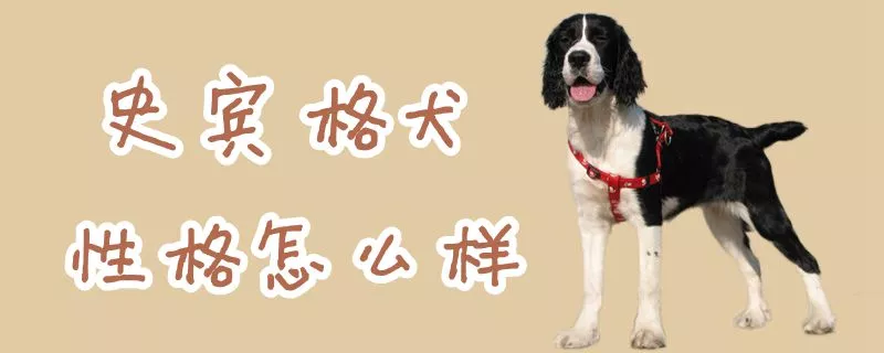 史宾格犬性格怎么样