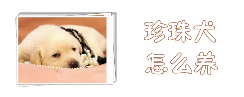 珍珠犬怎么养