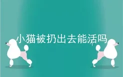 小猫被扔出去能活吗