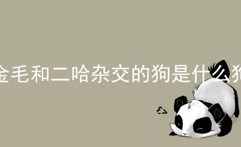 金毛和二哈杂交的狗是什么狗