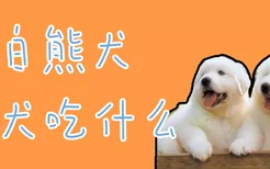 大白熊犬幼犬吃什么