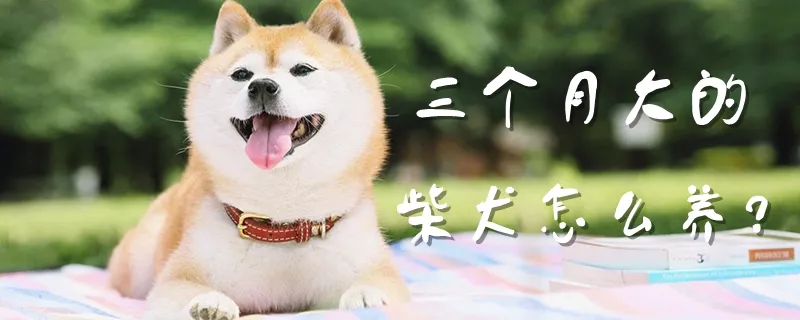 三个月大的柴犬怎么养