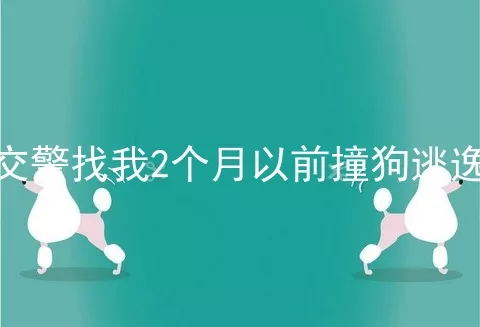 交警找我2个月以前撞狗逃逸