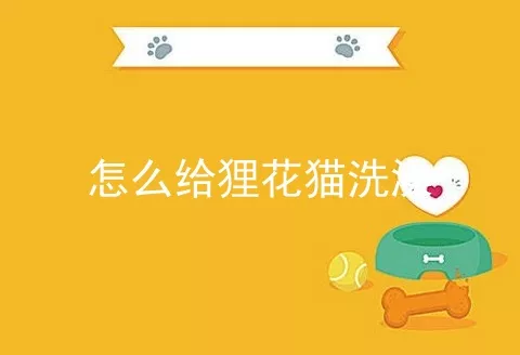 怎么给狸花猫洗澡