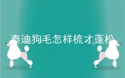 泰迪狗毛怎样梳才蓬松