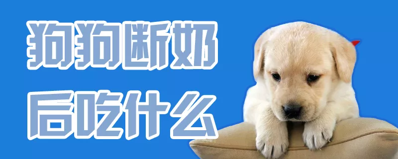 狗狗断奶后吃什么