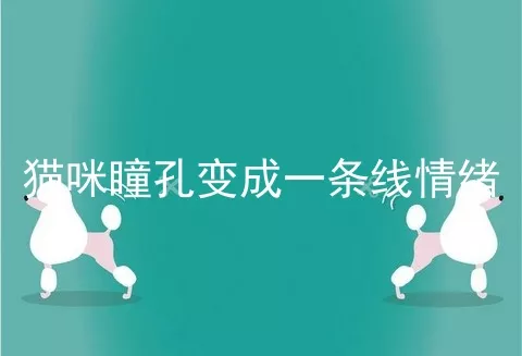 猫咪瞳孔变成一条线情绪