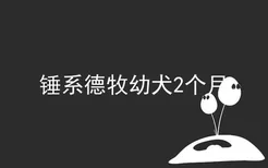 锤系德牧幼犬2个月