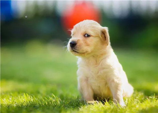 体型最小的狗是什么品种
