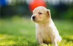 体型最小的狗是什么品种