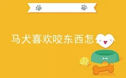 马犬喜欢咬东西怎么办